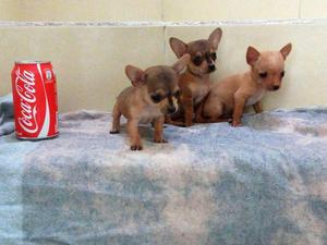 CHIHUAHUA CACHORROS TOY