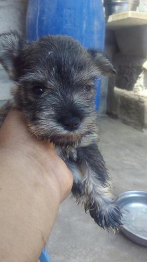 Cachooros Schnauzer