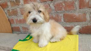 Cachorritos