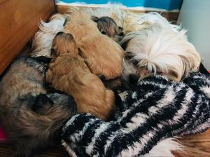 Cachorros Shih Tzu