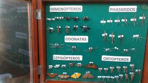 Caja Entomologica