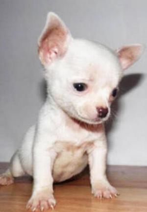 Chihuahuas Toy