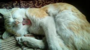 Gato Cynric