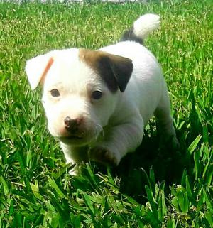 Jack Russell Disponibles