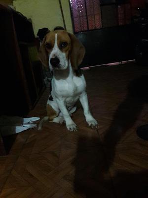 Lindo Perrito Raza Beagle