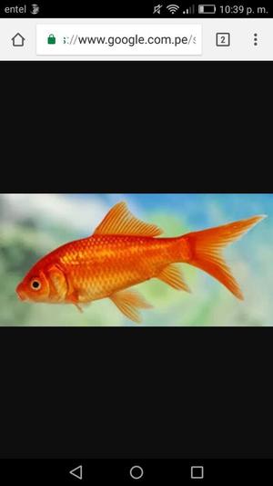 Peces Goldfish