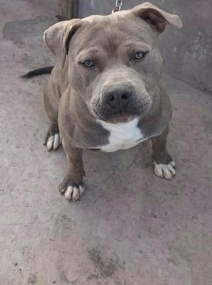 Pitbull Bluenose Servicio de Monta