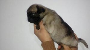 Pug Cachorritos 40 Dias