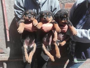 Rottweilers