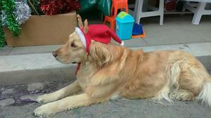 Traje de Navidad para Perros