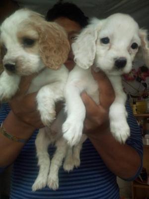 Vendo 2 Hermosos Coockers