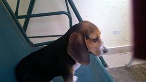 Vendo Beagle Ingles