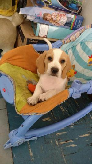 Vendo Cachorro Beagle Bicolor
