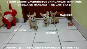 Vendo Lindos Chihuahuas Mini Cabeza De Manzana DE CARTERA