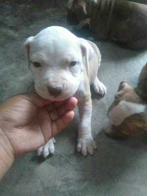 Venta de Pitbulls Un Mes de Nacidos