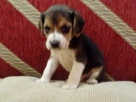 cachorrito beagle macho