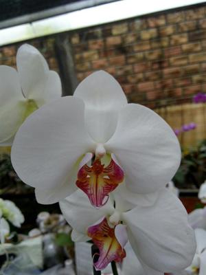 Venta Flores de Orquídeas para Corsage