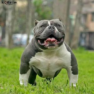 AMERICAN BULLY SPARTANSBULLYSPERÚ EXOTIC BULLY