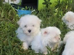 BICHON MALTES OFERTA