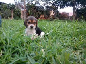 Beagle Cachorro