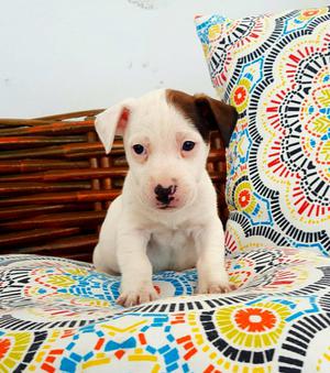 Bebes Jack Russell