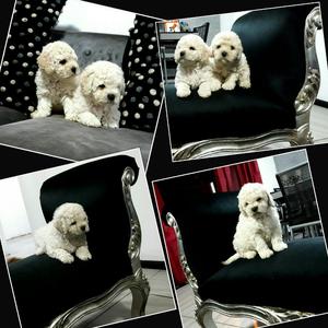 Bellos Bichon Frise La Molina