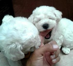 Bichon Frise Bichones