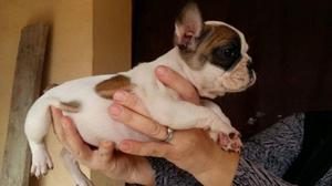 Bulldog Frances Hermosos Cachorritos