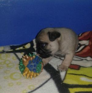 CACHORROS PUG EN VENTA