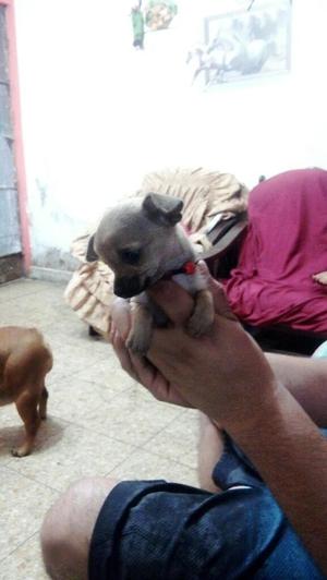 Cachorrita Chihuahua de 2 Meses