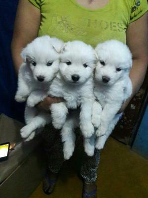 Cachorritos Samoyedos