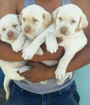 Cachorro Labrador