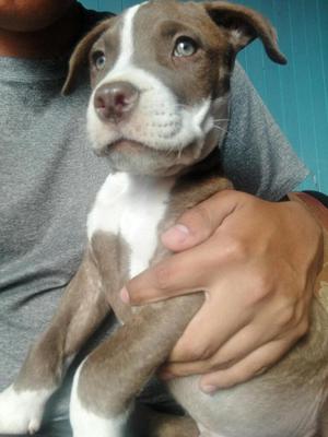 Cachorro Pitbull