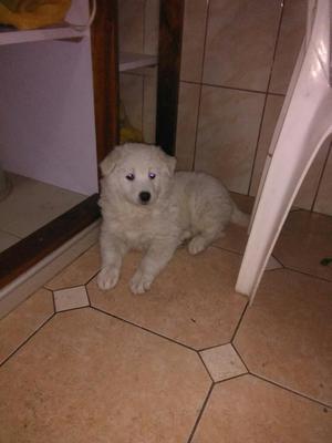 Cachorro Samoyedo