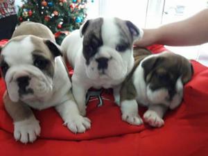 Cachorros Bulldog Ingles