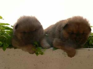 Cachorros Chow Chow Peluches