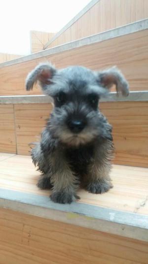 Cachorros Schnauzer