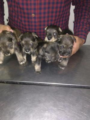 Cachorros Schnauzer Salpimienta