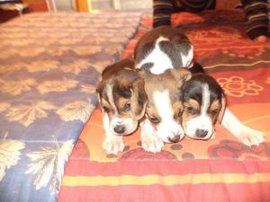 Cachorros beagle