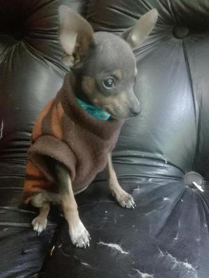 Chihuahua Machito Mini