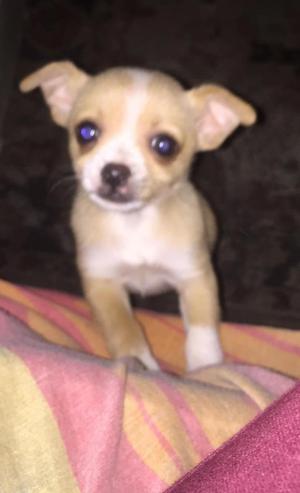 Chihuahua Mini Toy Macho