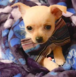 Chihuahuas Precio a Tratar