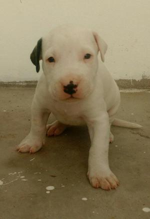 Dogo Argentino