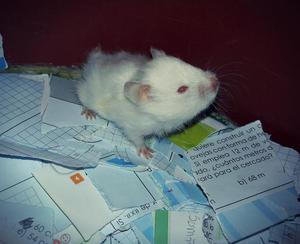 Hamster Albino