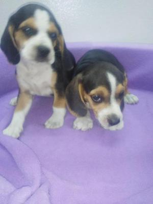 Hermosos Beagles Tricolor