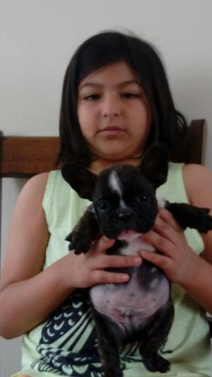 Hermosos Cachorros Bull Dog Frances