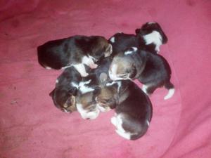 Hermozos cachorros beagles Tricolor