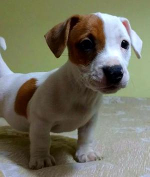 Jack Russell Bebes