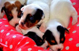 Jack Russell Bebes