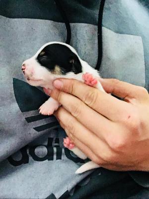 Jack Russell Cachorros